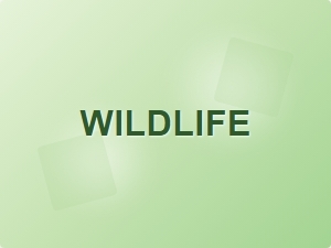 A Guide to Vintage National Park Sign Fonts